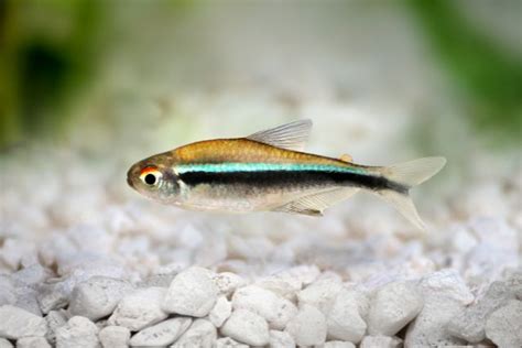 黑色小魚|黑燈魚介紹與飼養小秘訣